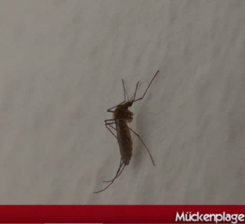 Mücken plagen Insulaner und Urlauber auf Sylt