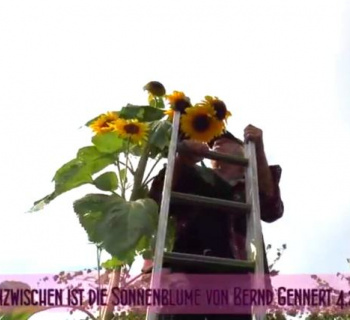 Kleingartenverein Sylt - Höchste Sonnenblume beim Sommerfest gekürt