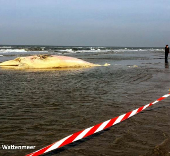 Toter Wal in St. Peter-Ording angeschwemmt