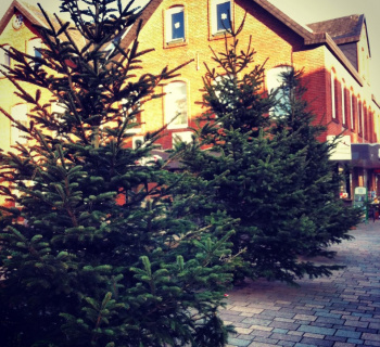 Abholung der Weihnachtsbäume durch die Gemeinde Sylt 2018