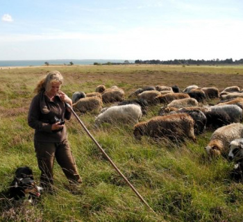 Neue Schafe für die Sylter Heide