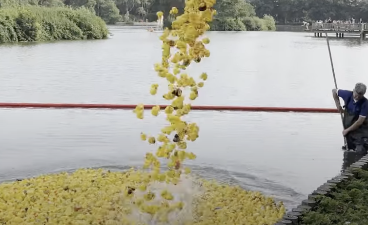 Sylt News: Dorfteichfest in Wenningstedt - 3000 Enten im Entenrennen