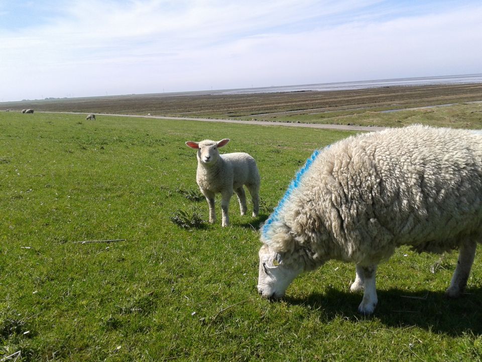 Schafe auf Sylt