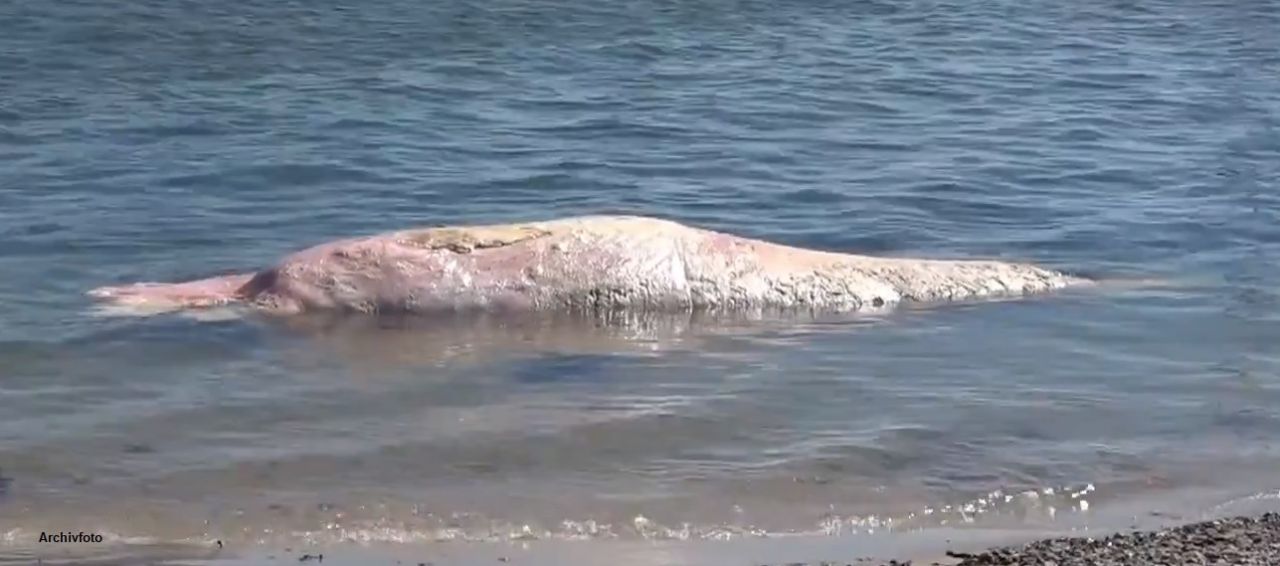 Toter Wal auf Sylt angeschwemmt