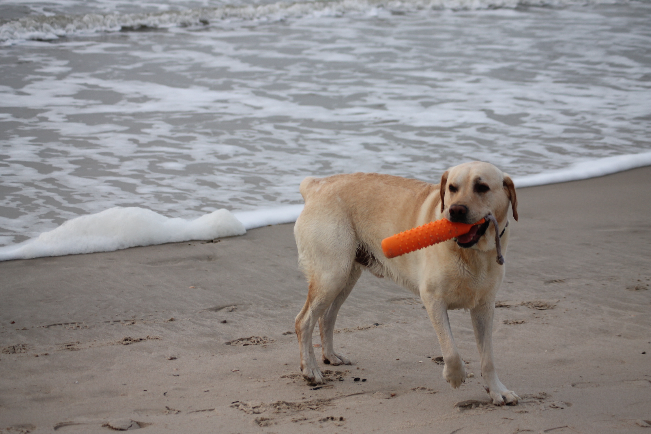 Hund am Strand Sylt