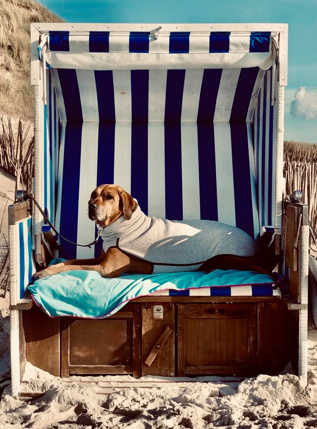 Hund Im Strandkorb Sylt 2021