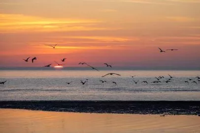 Möwen über der Sylter Nordsee bei Sonnenuntergang